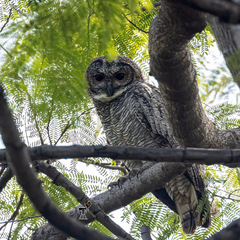 Strix ocellata