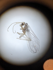 Coniopterygidae
