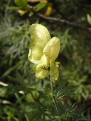 Aconitum anthora