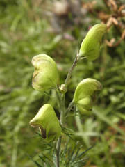 Aconitum anthora