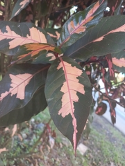 Graptophyllum