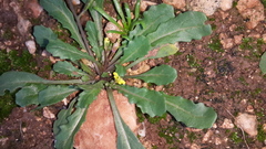 Diplotaxis viminea