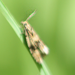Celypha striana