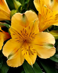 Alstroemeria aurea