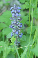 Ajuga genevensis