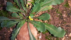 Diplotaxis viminea