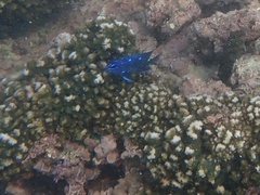 Microspathodon dorsalis