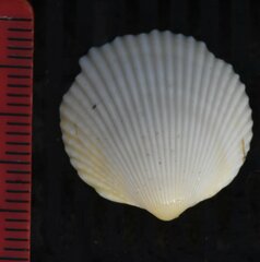 Dallocardia muricata