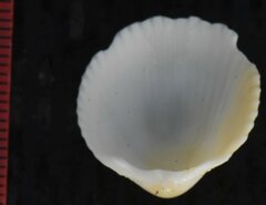 Dallocardia muricata