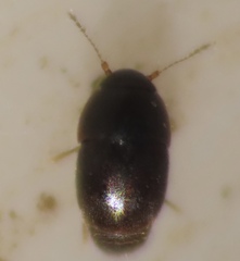 Ptiliidae