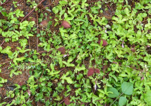 Clappertonia minor