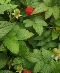 Rubus hirsutus