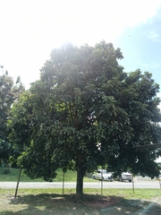 Persea americana