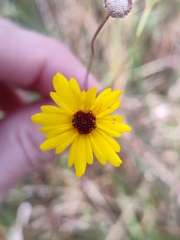 Coreopsis floridana