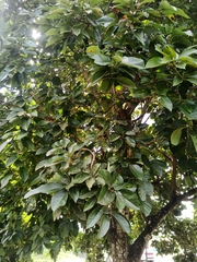 Persea americana