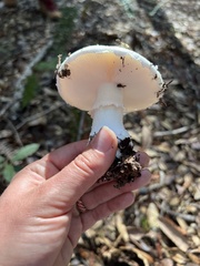 Amanita smithiana