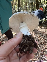 Amanita smithiana