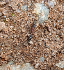 Tetraponera rufonigra