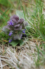 Ajuga pyramidalis