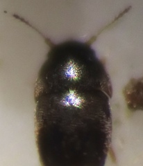 Ptiliidae