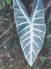 Alocasia amazonica