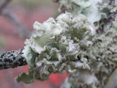 Parmotrema hypoleucinum