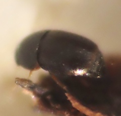 Ptiliidae