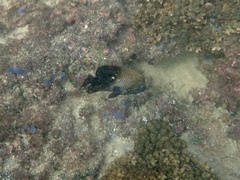 Stegastes acapulcoensis