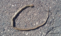 Lygophis anomalus