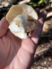 Russula fragrantissima