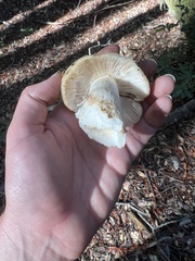 Russula fragrantissima