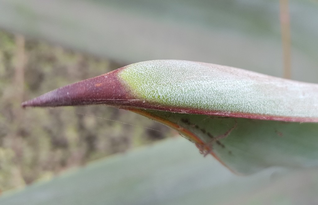 Agave weberi, Guarapiranga, São Paulo - SP, Brasil