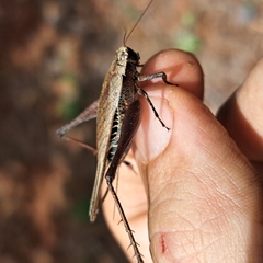 Eneoptera