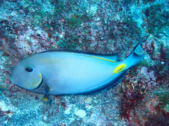 Acanthurus monroviae
