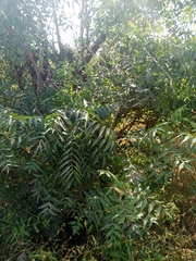 Azadirachta indica image