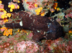 Antennarius pardalis