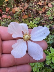 Anemoneae