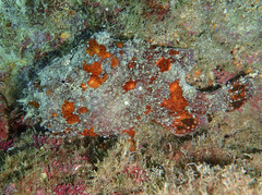 Antennarius pardalis