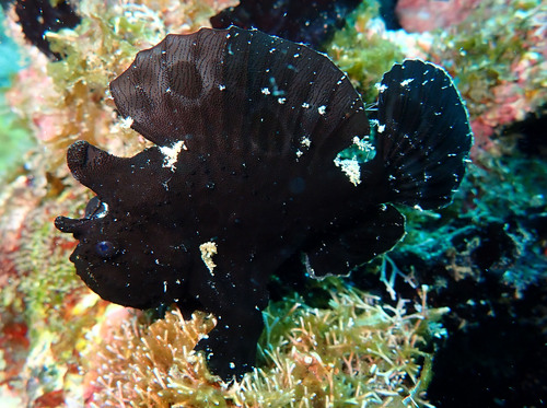 Leopard frogfish (Antennarius pardalis) — Antennariidae