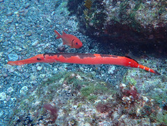 Aulostomus strigosus