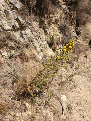 Aspalathus astroites