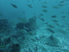 Azurina multilineata