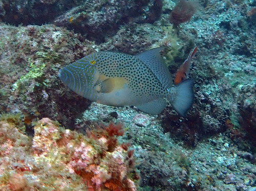 Bluespotted triggerfish (Balistes punctatus) — Balistidae — 5