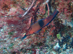 Bodianus speciosus
