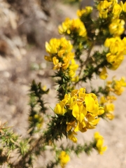 Aspalathus astroites