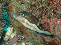 Canthigaster supramacula