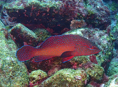 Cephalopholis taeniops