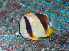 Chaetodon robustus