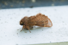 Ptilophora plumigera