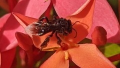 Frieseomelitta nigra